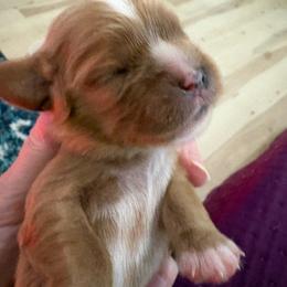 Ruby girl no 2 - Ruby male Cavalier King Charles Spaniel puppy in Melbourne, Florida from Majestic Cavaliers of Melbourne FL