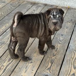 Puppy 1 - Brown male Chinese Shar-Pei puppy in Cave Creek, Arizona from Center Stage Shar-pei