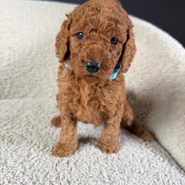 Max - Red  male Goldendoodle puppy in Lowville, New York from Adirondack Goldendoodles