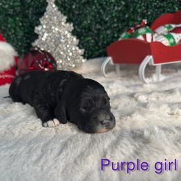 Purple girl - Black and white female Bernedoodle puppy in Modesto, California from Two Doods Doodles