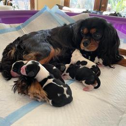 Cavalier King Charles Spaniel Puppies from Adorable Cavaliers of Southern California