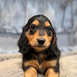 King George - Black and tan male Dachshund puppy in Anderson, Alabama from Pasek Kennels