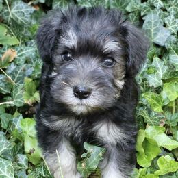 Miniature Schnauzers from Lake Erie Schnauzers