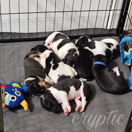 Rat Terrier Puppies from Cryptic Rat Terriers
