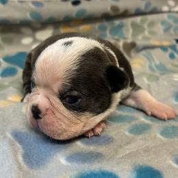 Ivy - Blue female Boston Terrier puppy in Corning, California from SB Bostons / Raksha Malinois