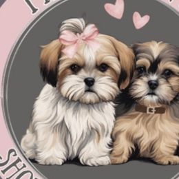 Shihpoos, Shih Tzus, and Shorkies from Fancy Paws Shorkies & Shih Tzus