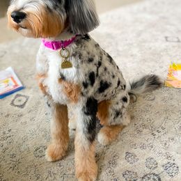 Aussiedoodle and Miniature Australian Shepherd All Grown Up from Little Puppy Co.
