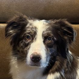 Gini - Australian Shepherd