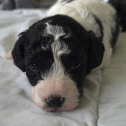 Boy2 - Black and white male Cavapoo puppy in Medina, Ohio from Momma's Minis