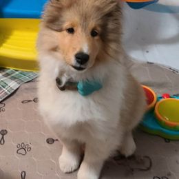 Shetland Sheepdog Puppies from Winterfell Shetland Sheepdogs