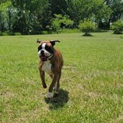 Zeke - Boxer