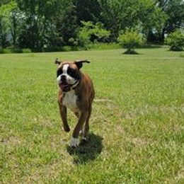 Zeke - Boxer