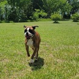 Zeke - Boxer