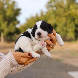 Tamar - Black and white female Bernedoodle puppy in Yuba City, California from Ranch House Doodles
