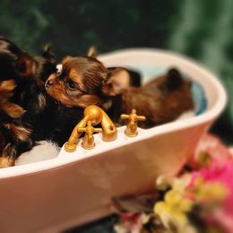 Yorkshire Terrier Puppies from Wendy's Darlings Hudson Valley