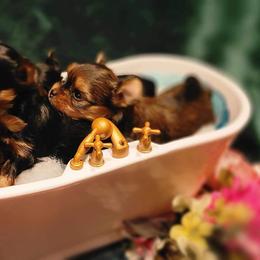 Yorkshire Terrier Puppies from Wendy's Darlings Hudson Valley
