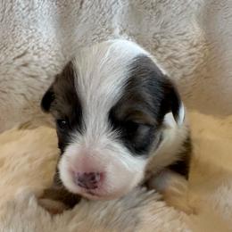 Benz - Blue male Pembroke Welsh Corgi puppy in Cashion, Oklahoma from Shabby Chic Corgis