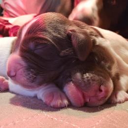 Girl 2 - Drentsche Patrijshond puppy from High Desert Drents