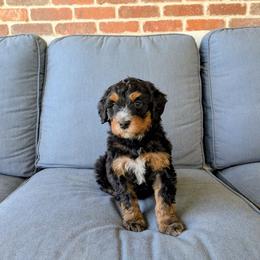 Zuchinni - Tri-color male Bernedoodle puppy in Gilbert, Arizona from San Tan Doodles