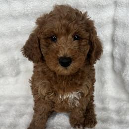 Washington - Red  male Goldendoodle puppy in Bountiful, Utah from Lady's Liberty Litter