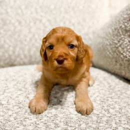 Eggnog - Red male Cavapoo puppy in Colcord, Oklahoma from Copper Lane Aussies, Doodles & Cavapoos