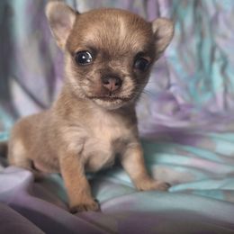 Sunflower - Blue fawn female Chihuahua puppy in Twin Bridges, Montana from FJW Chihuahuas