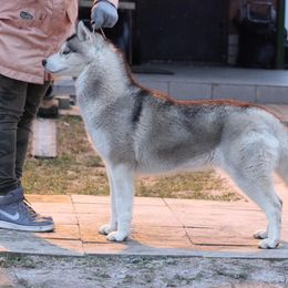 Siberian Husky All Grown Up from Temno Siberians