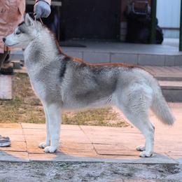 Siberian Husky All Grown Up from Temno Siberians