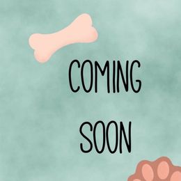 Boy 3 - Red male Cavapoo puppy in Melissa, Texas from Southern Love Cavapoos & Maltipoos