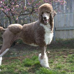 Poodles from Sageland Poodles