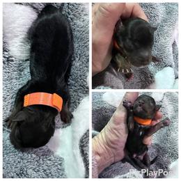 Traditional boy orange - Black and tan male Yorkshire Terrier puppy in Antlers, Oklahoma from Yorker Puppy Palace