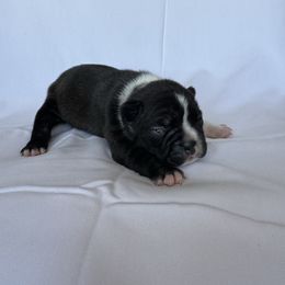 Girl 1 - Black and white female Boston Terrier puppy in Mustang, Oklahoma from Katelyn’s Boston terriers