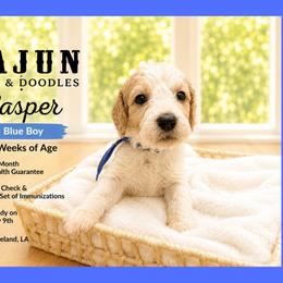 1400.00 Casper: Blue Collar - Parti male Goldendoodle puppy in Raceland, Louisiana from Cajun Doodles