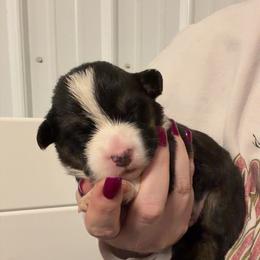 Peter - Black and tan male Pembroke Welsh Corgi puppy in Bloomfield, Iowa from Beebe’s Corgis