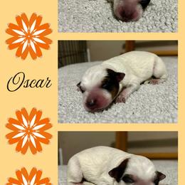 Oscar - Red mottled male Australian Cattle Dog puppy in Seneca, Missouri from MO Morningstar Heelers