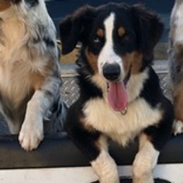 Australian Shepherds from Bobbye Rucker's Australian Shepherds