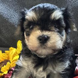 Maltese, Morkies, and Yorkshire Terriers from Mountain Top Hot Tailz