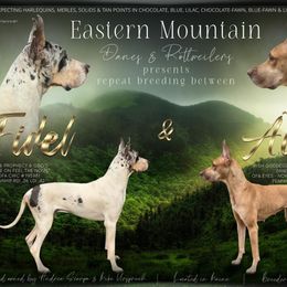 Great Dane puppies from Eastern Mountain Danes & Rottweilers