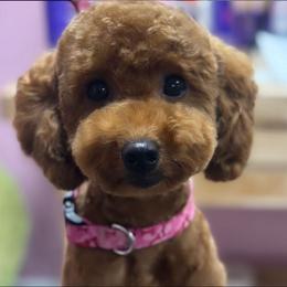 Goldendoodle and Poodle All Grown Up from Doodles & Poodles by Tiki