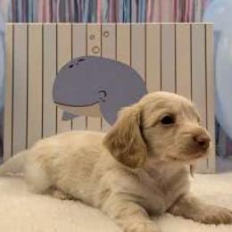 Archie - Cream male Dachshund puppy in Dothan, Alabama from Hot Diggity Doxies of Dothan