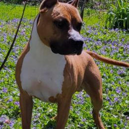 Thorne - American Staffordshire Terrier