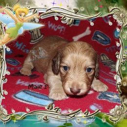 Dachshund Puppies from Dawn's Dachshunds