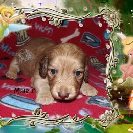 Dachshund Puppies from Dawn's Dachshunds
