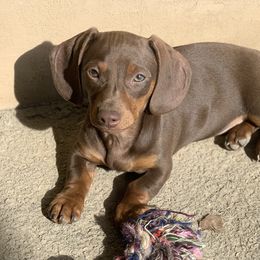 Slick - Dachshund