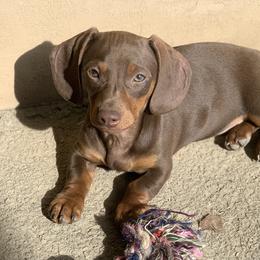 Slick - Dachshund