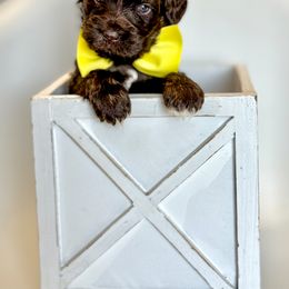 Yellow Collar Boy - Tri-color male Australian Labradoodle puppy in Wake Forest, North Carolina from Lucky Country Labradoodles