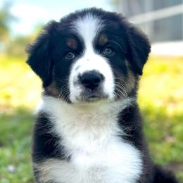 Diamond - Black tri-color Australian Shepherd puppy in Florida from Florida Australian Shepherds