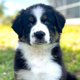 Diamond - Black tri-color Australian Shepherd puppy in Florida from Florida Australian Shepherds