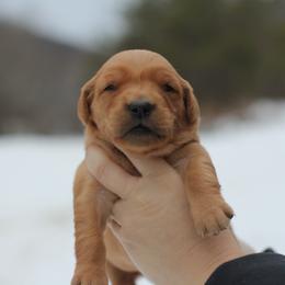 Girl 4 - Golden female Golden Retriever puppy in Lucasville, Ohio from Trusting Hearts Kennel