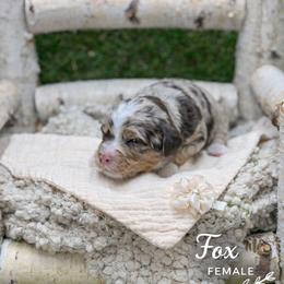 Fox - Chocolate merle female Bernedoodle puppy in Williamson, New York from Lakeside Doodles